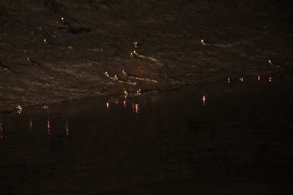 Night view of the alligators - the eyes glow by night