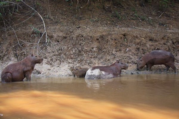Amazon Jungle - Capybara Family