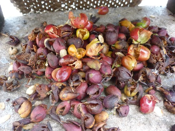 28 Shells of ripe coffee beans