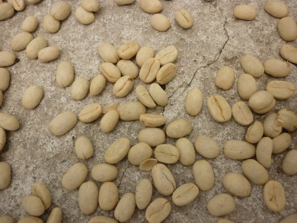 29 Peeled coffee beans