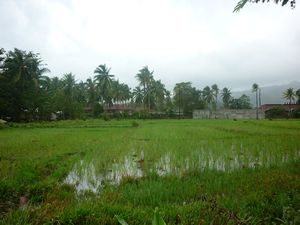 Sabang - rice field