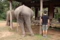 LAOS: Elephant Village - who´s got the bigger a$$?