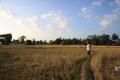 LAOS: Don Det - walking through rice fields