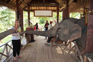 LAOS: Elephant Village - the trunks feel amazing