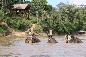 LAOS: Elephant Village - washing the elephants