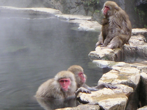 Yudanaka Monkey Park