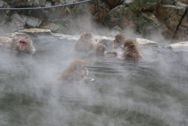 Monkeys in hot springs