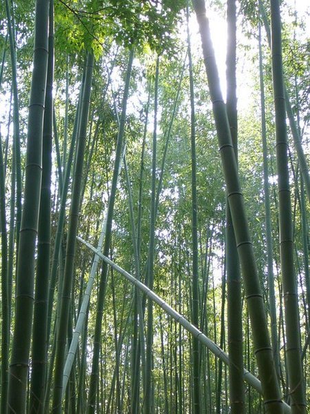 Bamboo groove