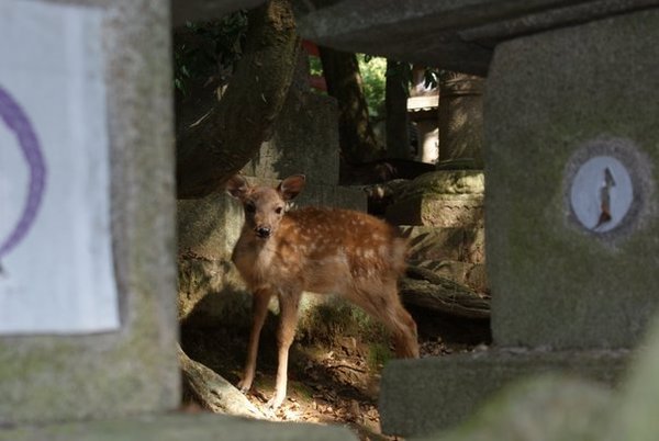 Baby deer in Nara