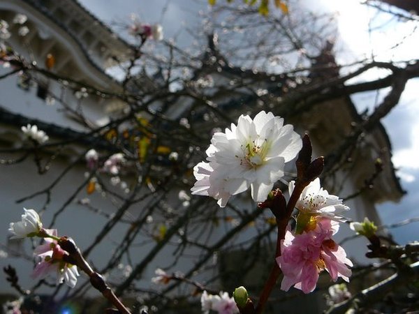 Cherry blossums