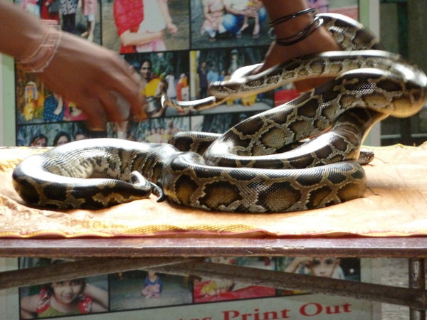 Want to hold a python?