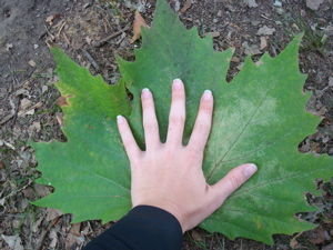 A really big leaf