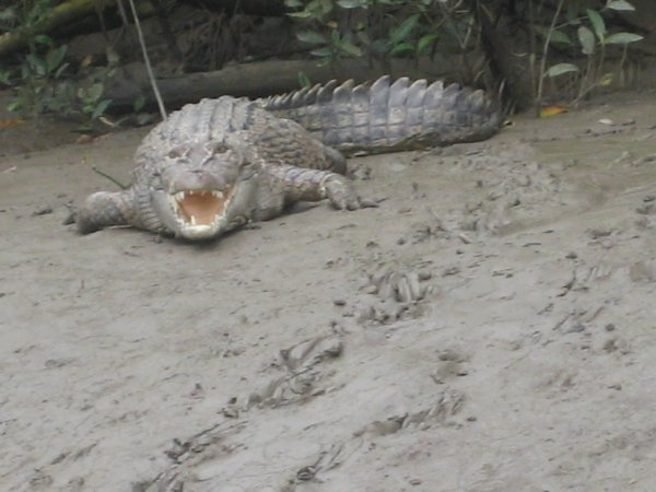 Crocodile!