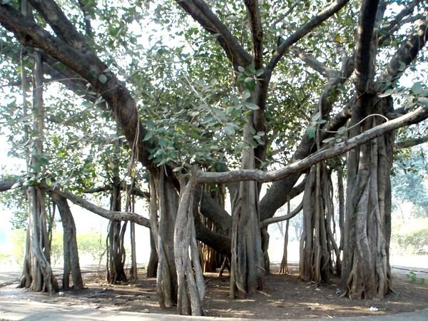 very old bayan tree of aga khan