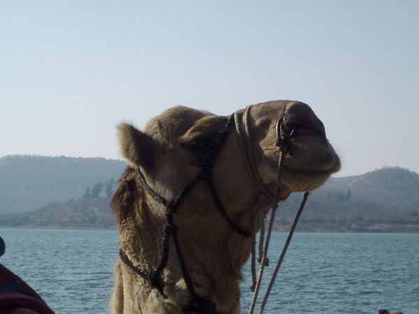Pune reservoir camel