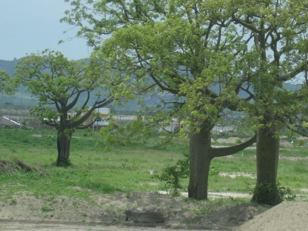 Kapok trees