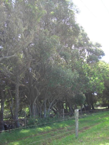 African Olive Trees