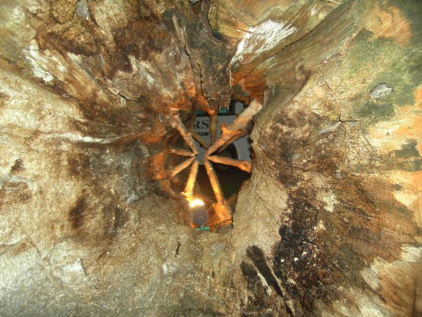 Inside a Norfolk Pine