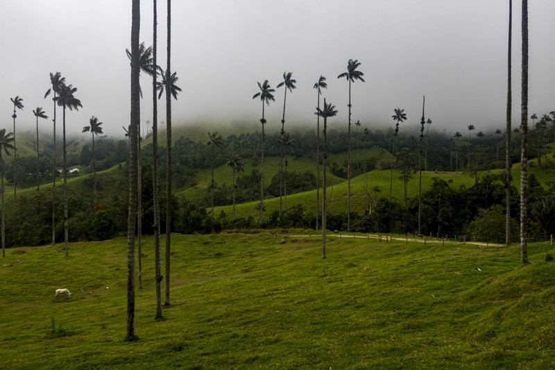 Wax palm trees in the Valle del Cocora