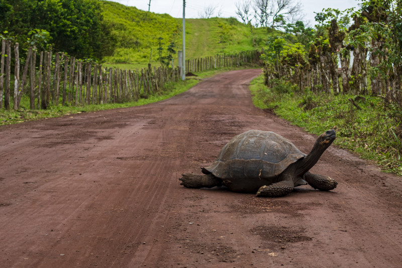Giant tortoise on the road