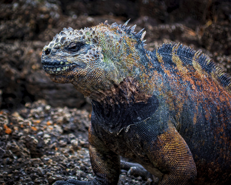 Iguana closeup