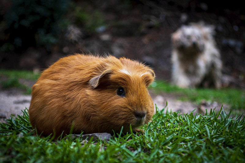 Guinea Pig on the Inca Trail