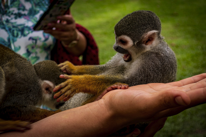 At the Monkey Rescue Centre