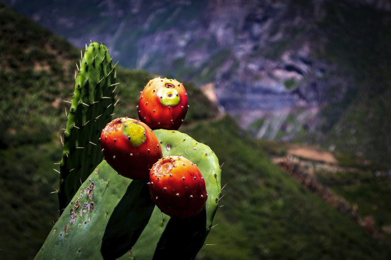 Cactus fruit in the Colca Canyon