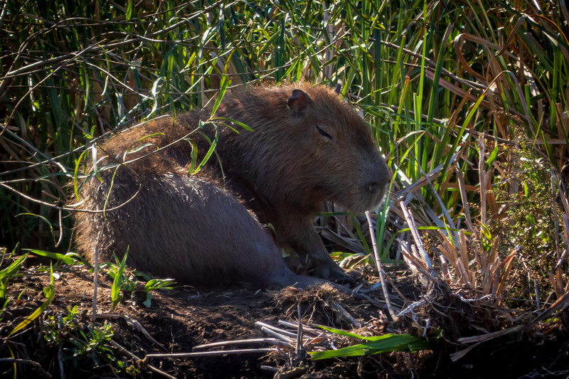Cute Capybara (water hog) at Ibera Provincial Park
