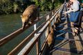 South American coatis crossing the bridge