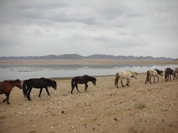 Horses in Gobi
