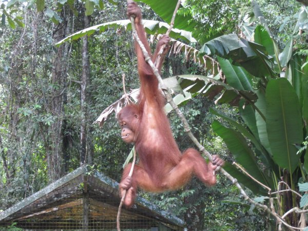 Orang Utan in a bit of trouble, but hanging on