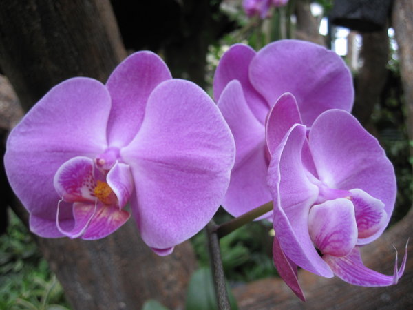 Orchids at the Botanical Garden