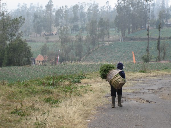 Farmer carrying her produce in the village of Cemoro Lawang