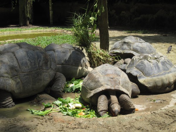 Giant tortoises at the zoo