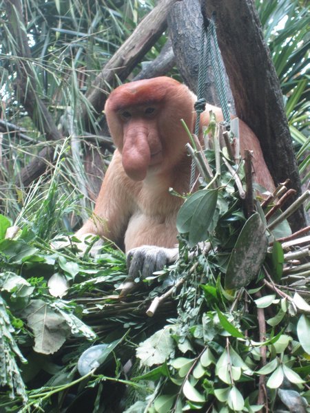 Proboscis monkey at the zoo