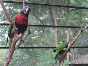 Rainbow Lorikeet parrots at at the amazing Kuala Lumpur Bird Park