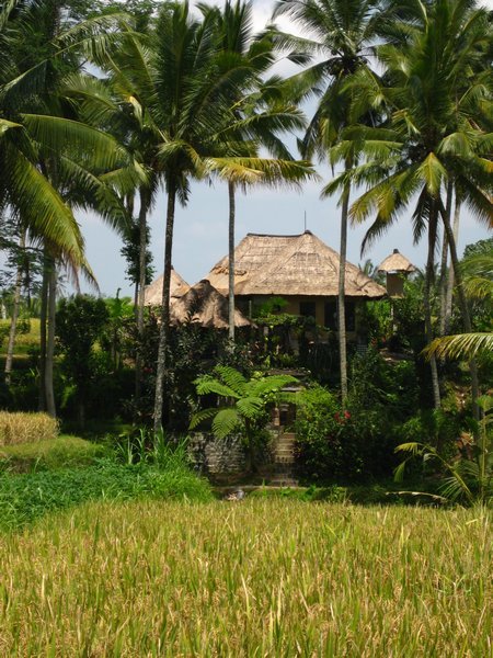 Countryside around Ubud