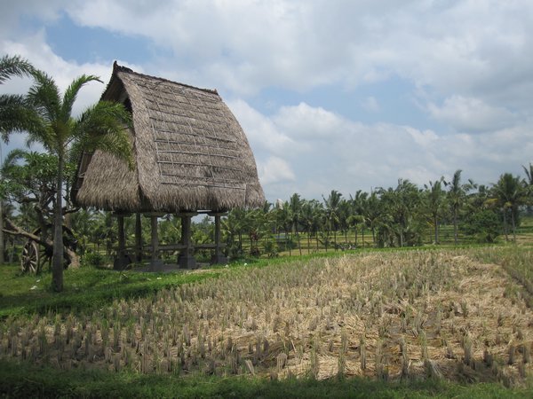 Lovely house in the middle of the rice paddies