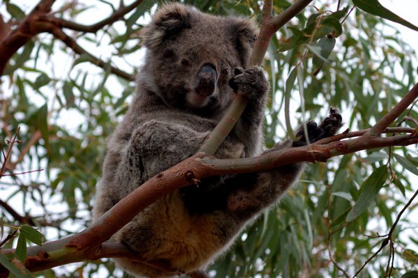 Koala at Tower Hill near Port Fairy