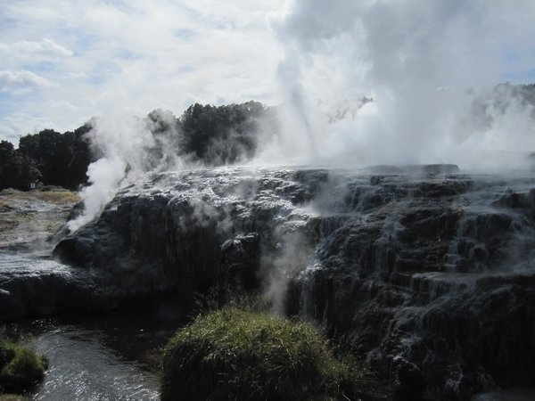 Pohutu Geyser erupting at Te Puia thermal area