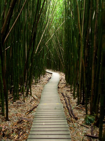 Bamboo forest on the Road to Hana