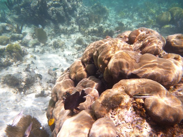 Underwater Caye Caulker