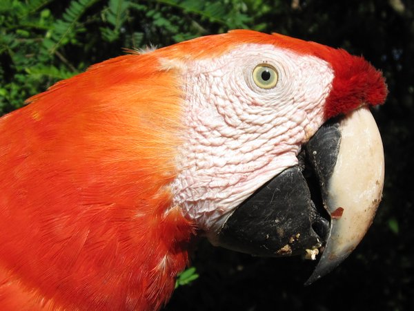 Colorful macaw at the Copan ruinas