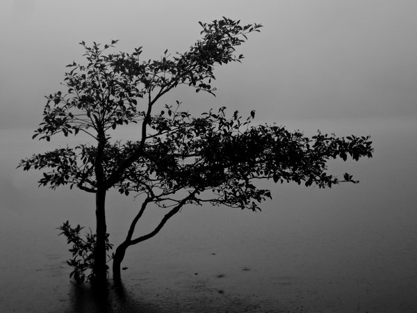 Lonely tree in the fog at Laguna de Alegria
