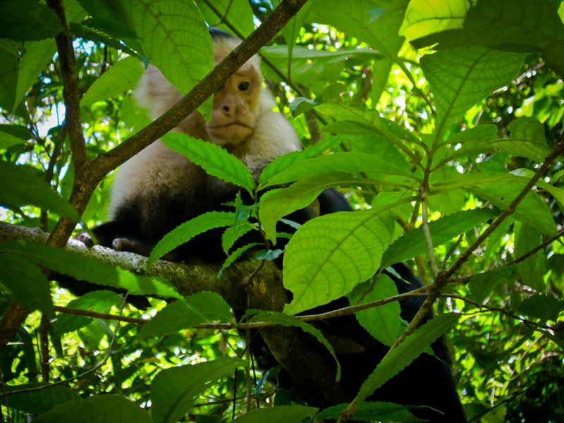 White-faced monkey at Manuel Antonio NP