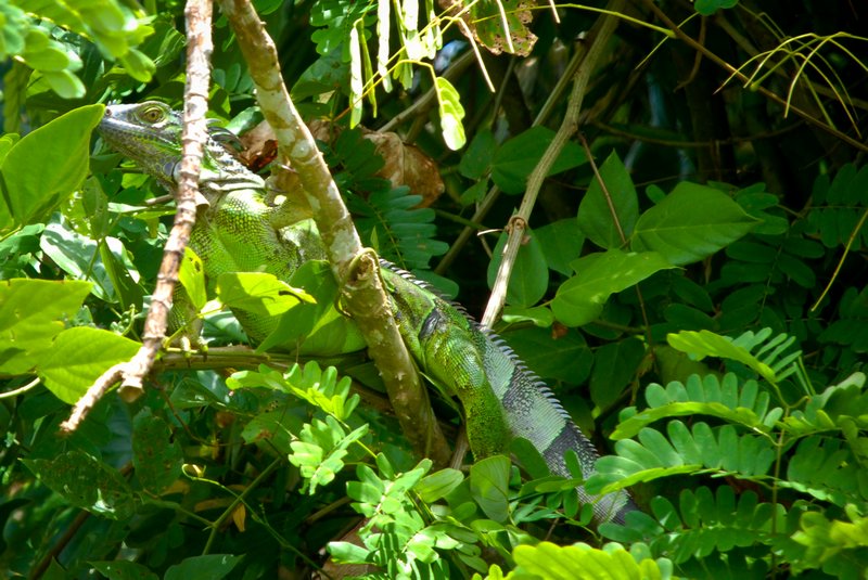 Camouflaged iguana