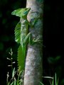 Dragon-like iguana