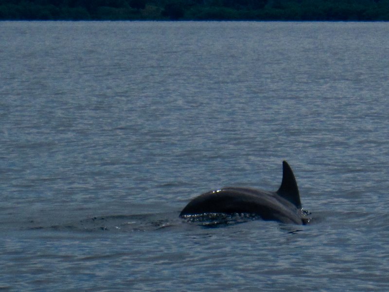 Dolphin in Bocas del Toro