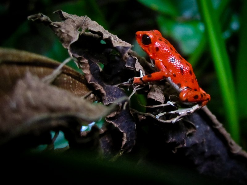 Red frog on leaf on the island of Bastimentos 